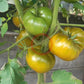 Spear´s Tennessee Green DER TOMATENFLÜSTERER