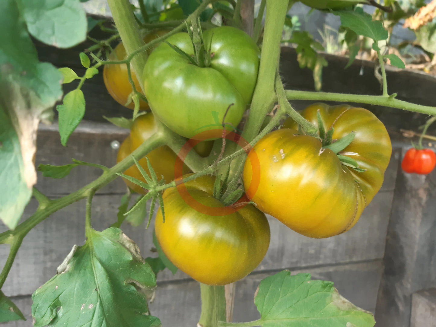 Spear´s Tennessee Green DER TOMATENFLÜSTERER