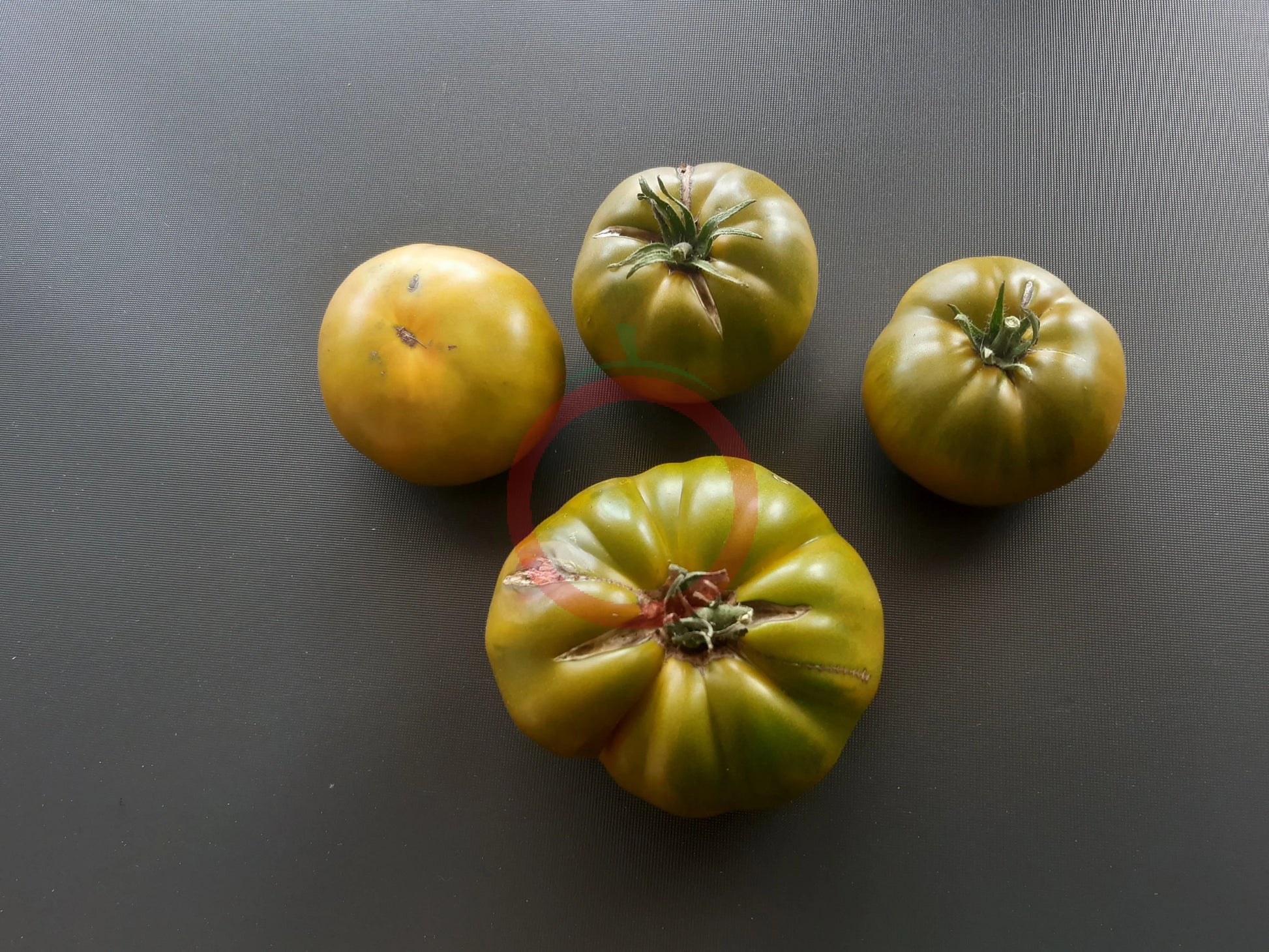 Spear´s Tennessee Green DER TOMATENFLÜSTERER