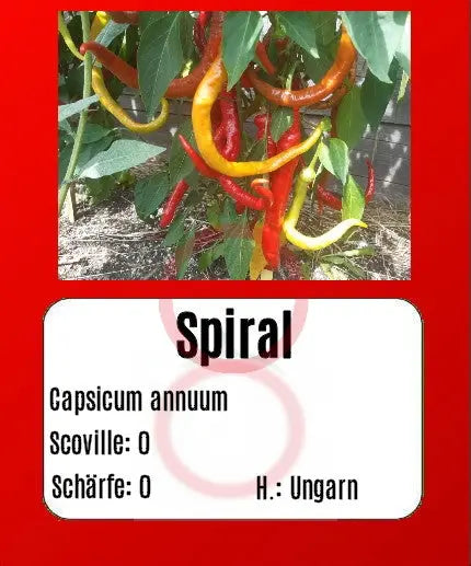 Spiral DER TOMATENFLÜSTERER