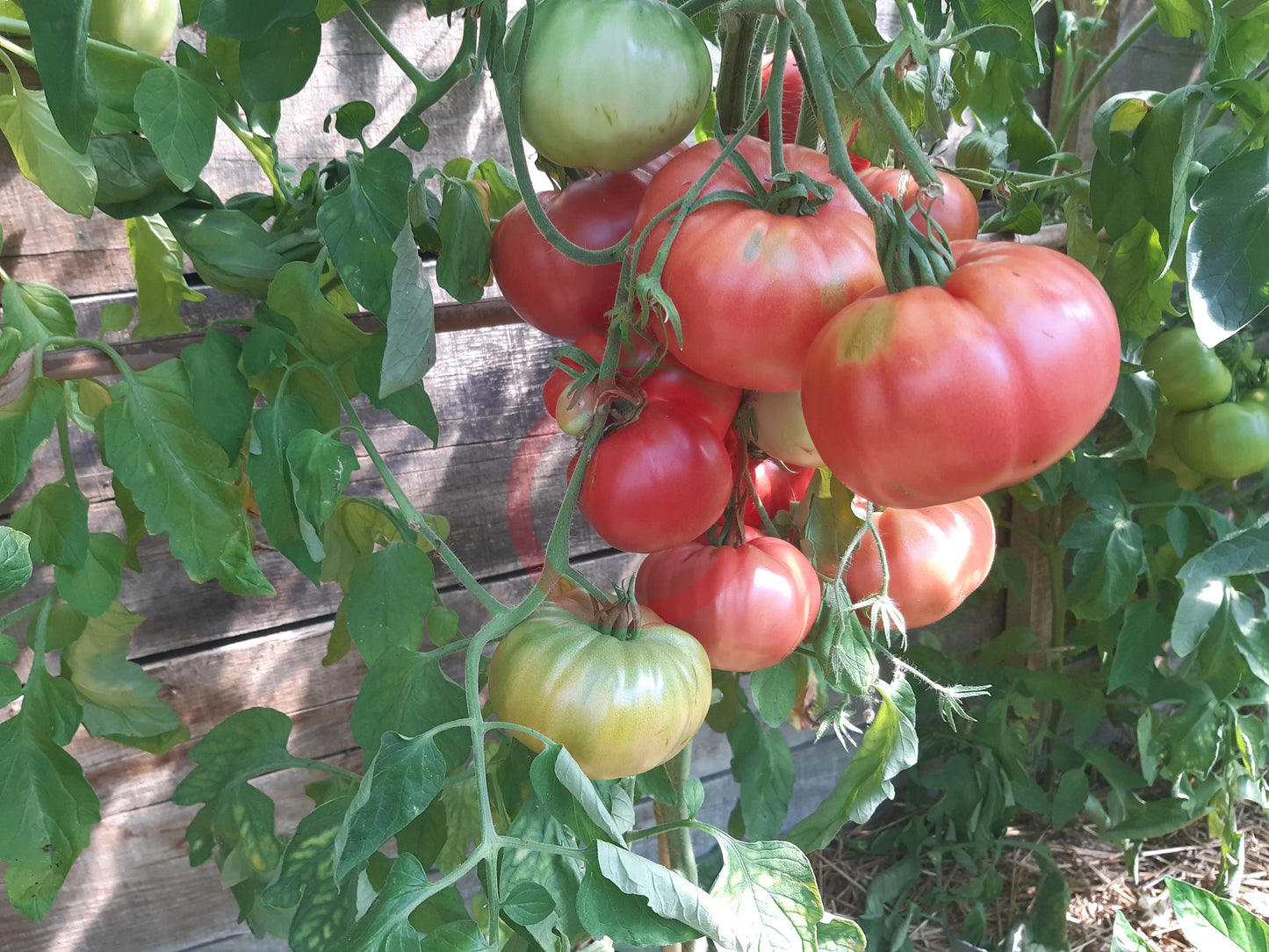 St. Teresa DER TOMATENFLÜSTERER