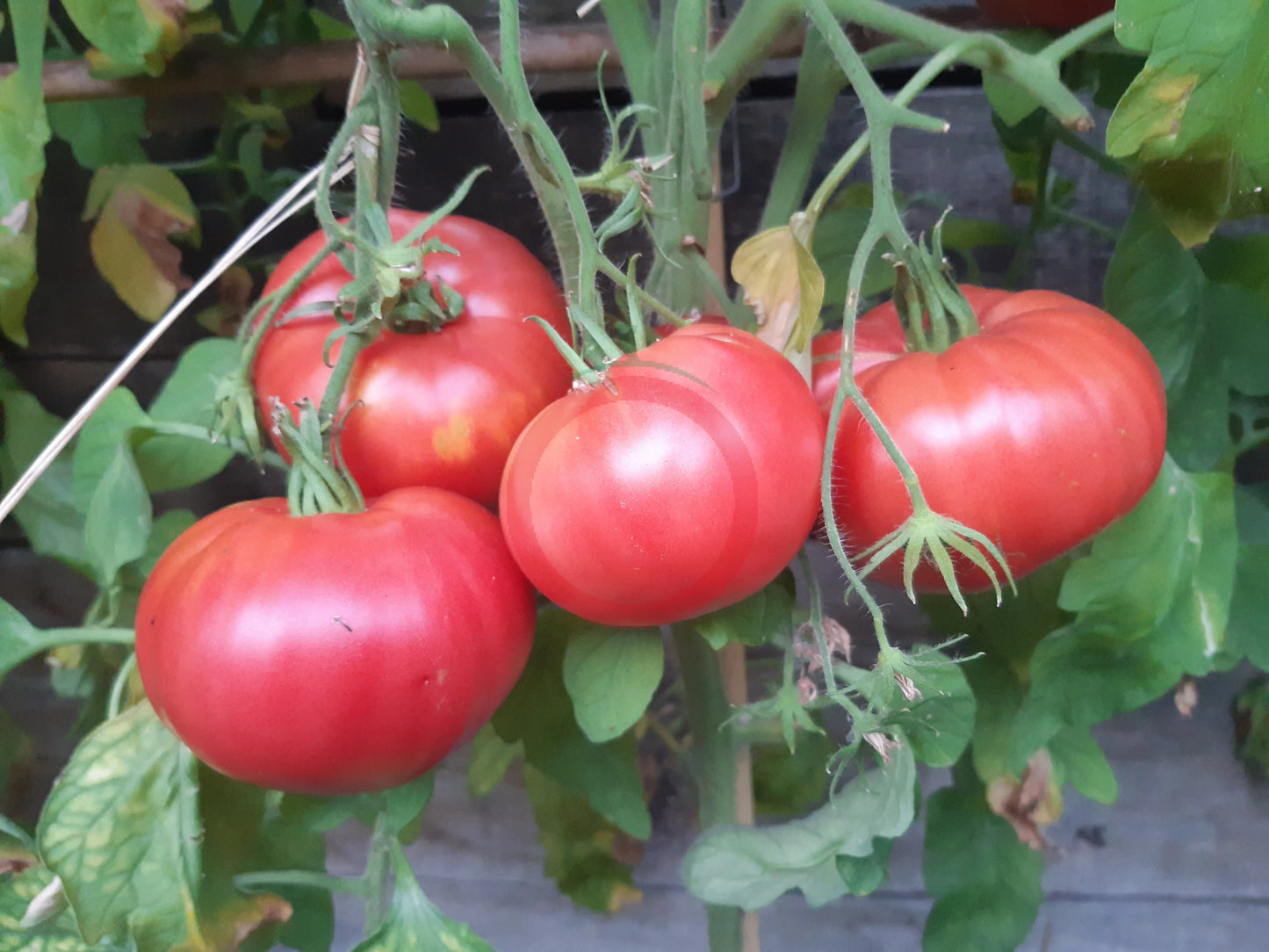 St. Teresa DER TOMATENFLÜSTERER