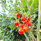 Starfire Isis DER TOMATENFLÜSTERER