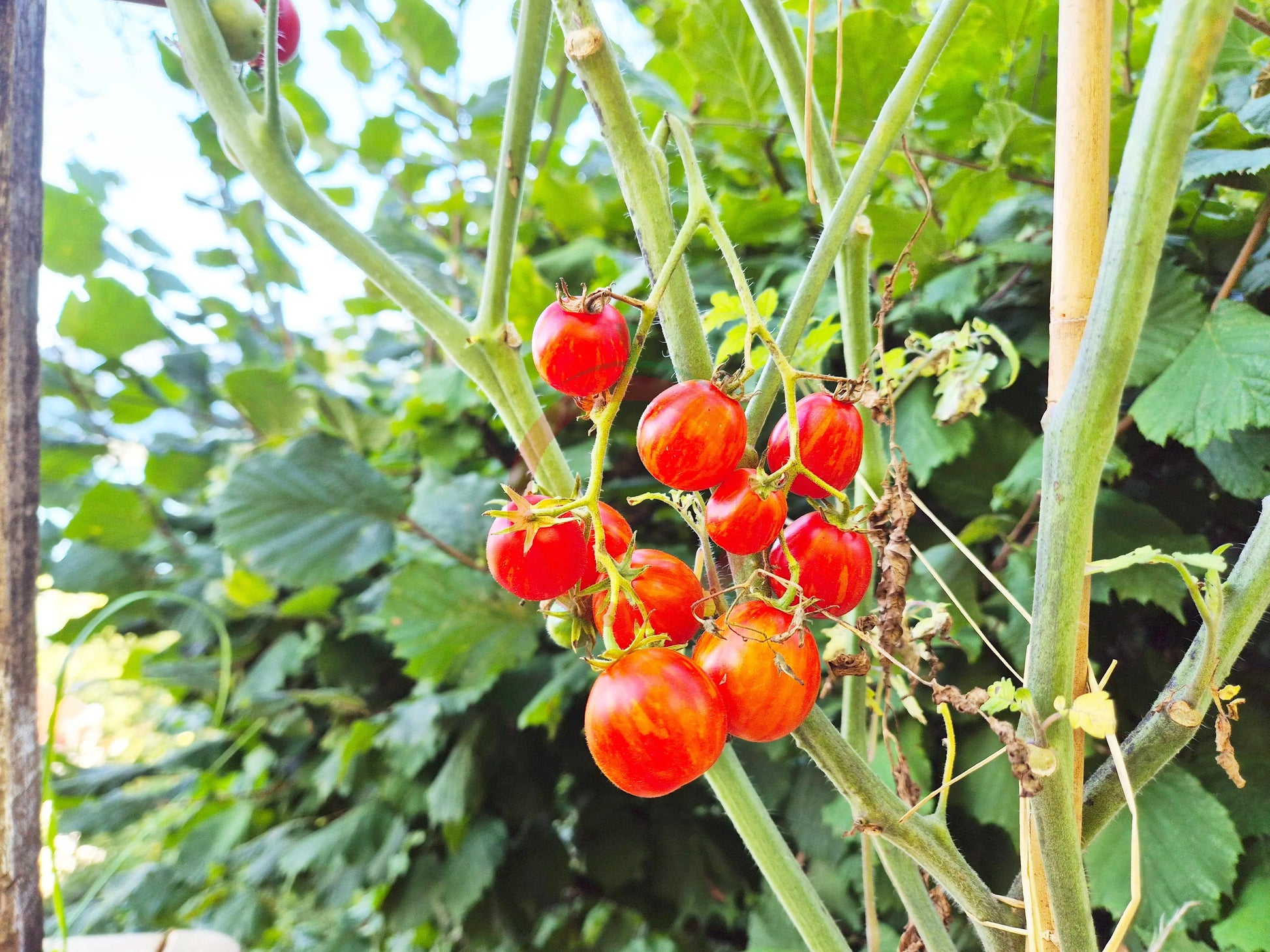 Starfire Isis DER TOMATENFLÜSTERER