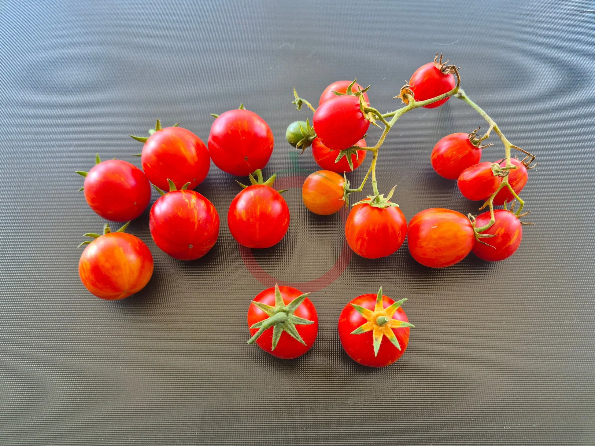 Starfire Isis DER TOMATENFLÜSTERER