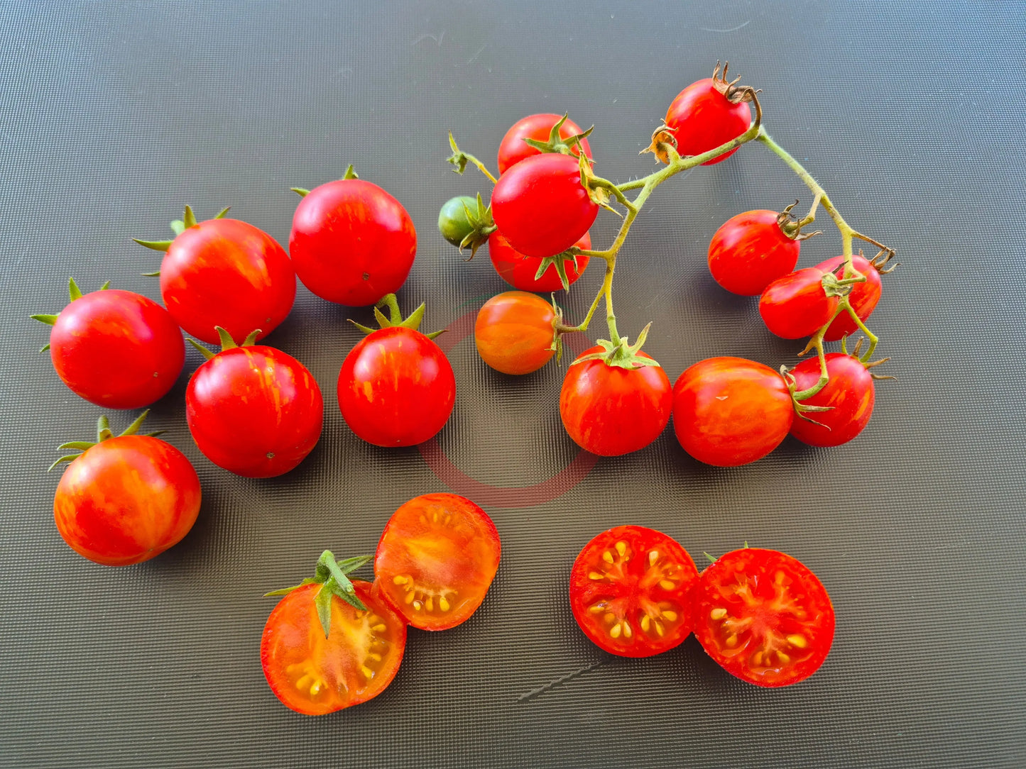 Starfire Isis DER TOMATENFLÜSTERER