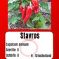 Stavros DER TOMATENFLÜSTERER