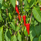 Stocky Red Roaster DER TOMATENFLÜSTERER