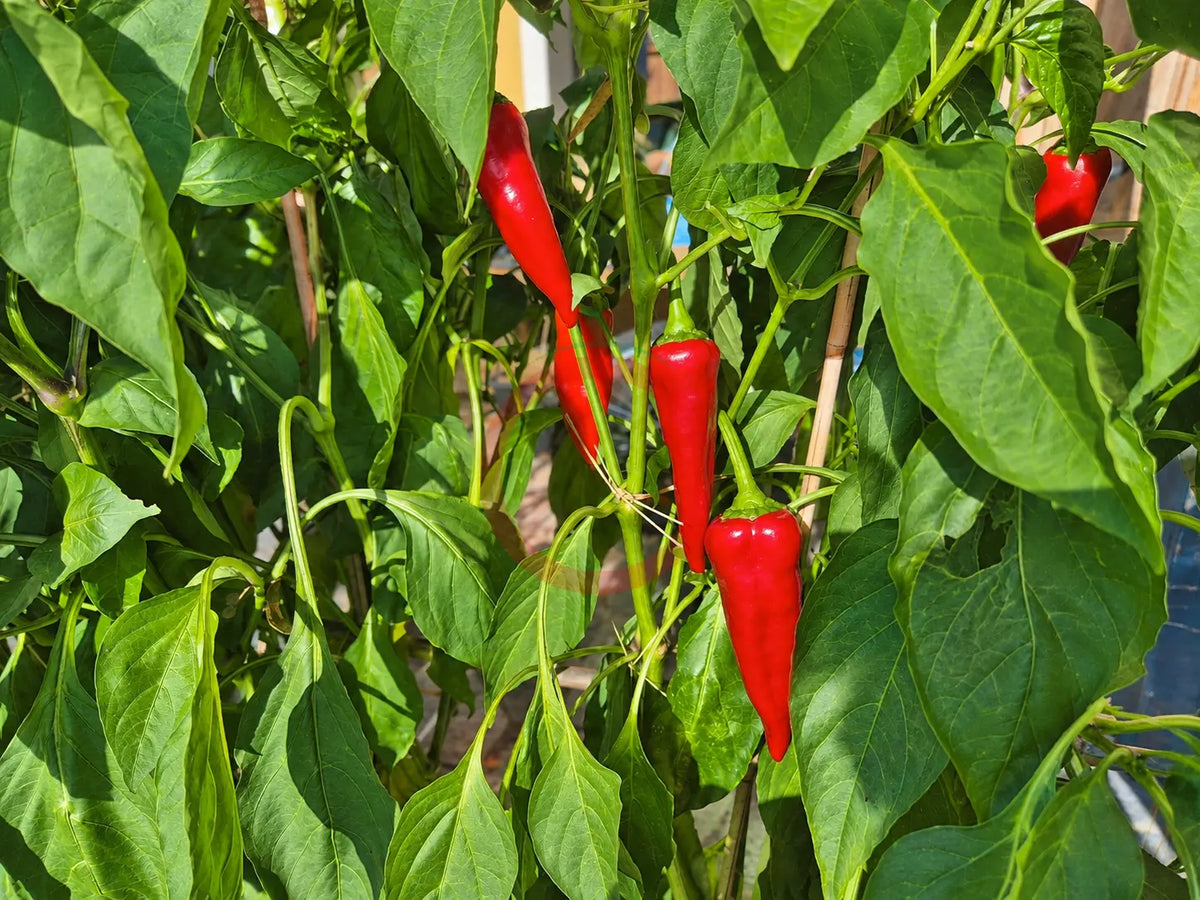 Stocky Red Roaster DER TOMATENFLÜSTERER
