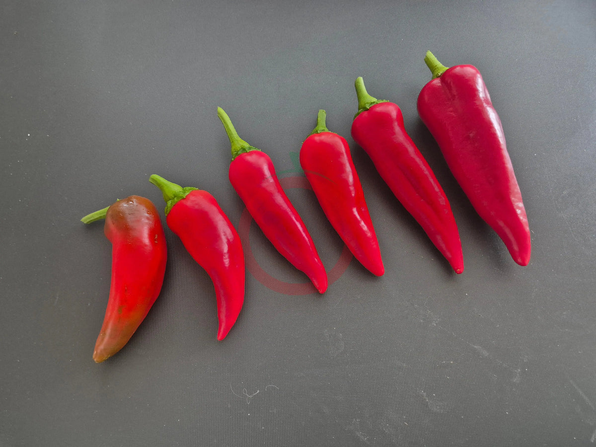 Stocky Red Roaster DER TOMATENFLÜSTERER