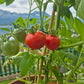 Stoke's Alaska DER TOMATENFLÜSTERER