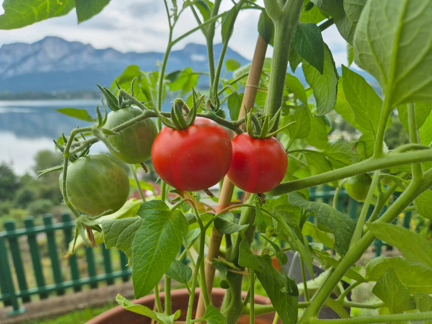 Stoke's Alaska DER TOMATENFLÜSTERER