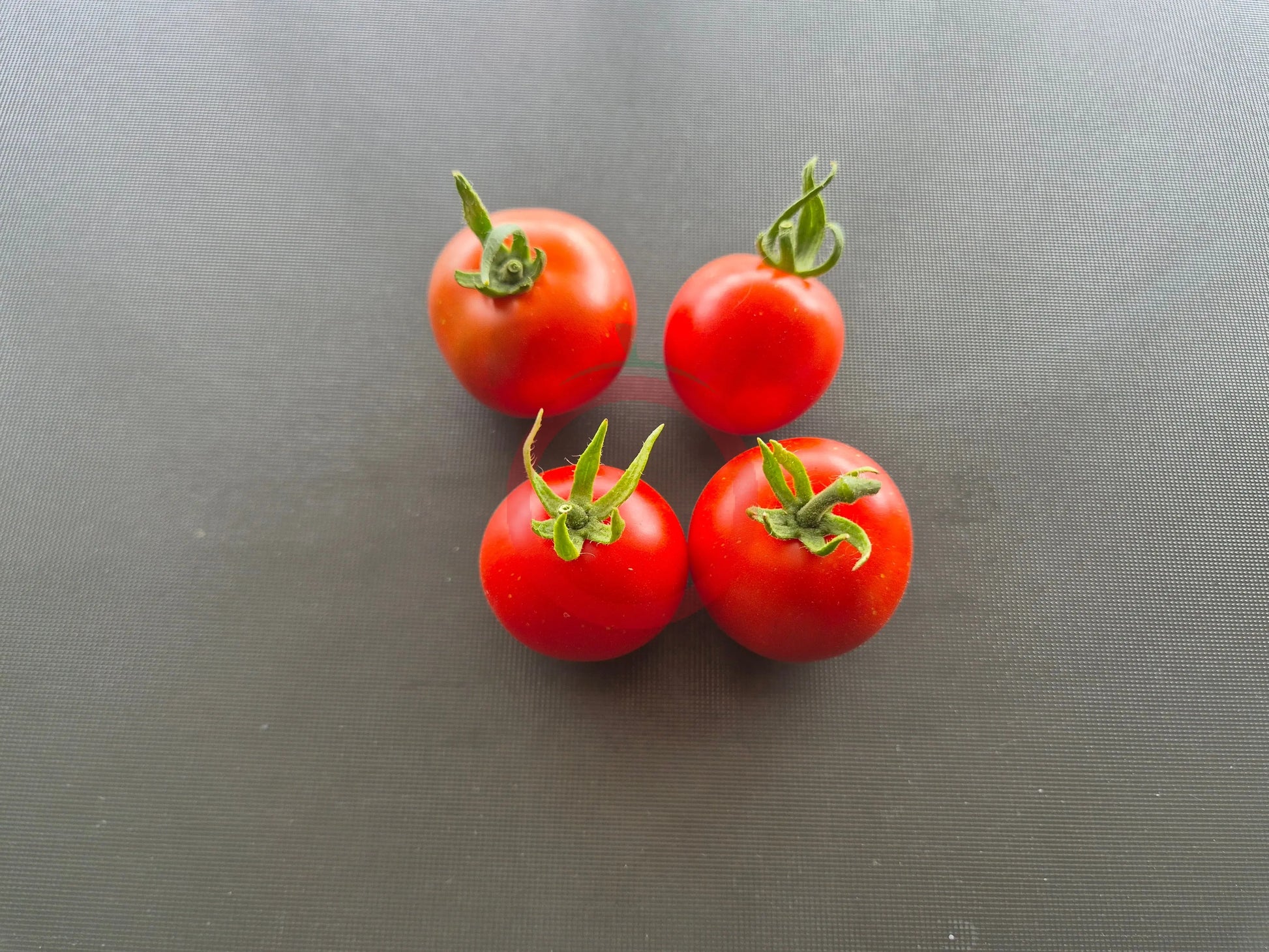 Stoke's Alaska DER TOMATENFLÜSTERER