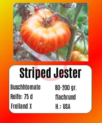 Striped Jester DER TOMATENFLÜSTERER
