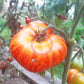 Striped Jester DER TOMATENFLÜSTERER