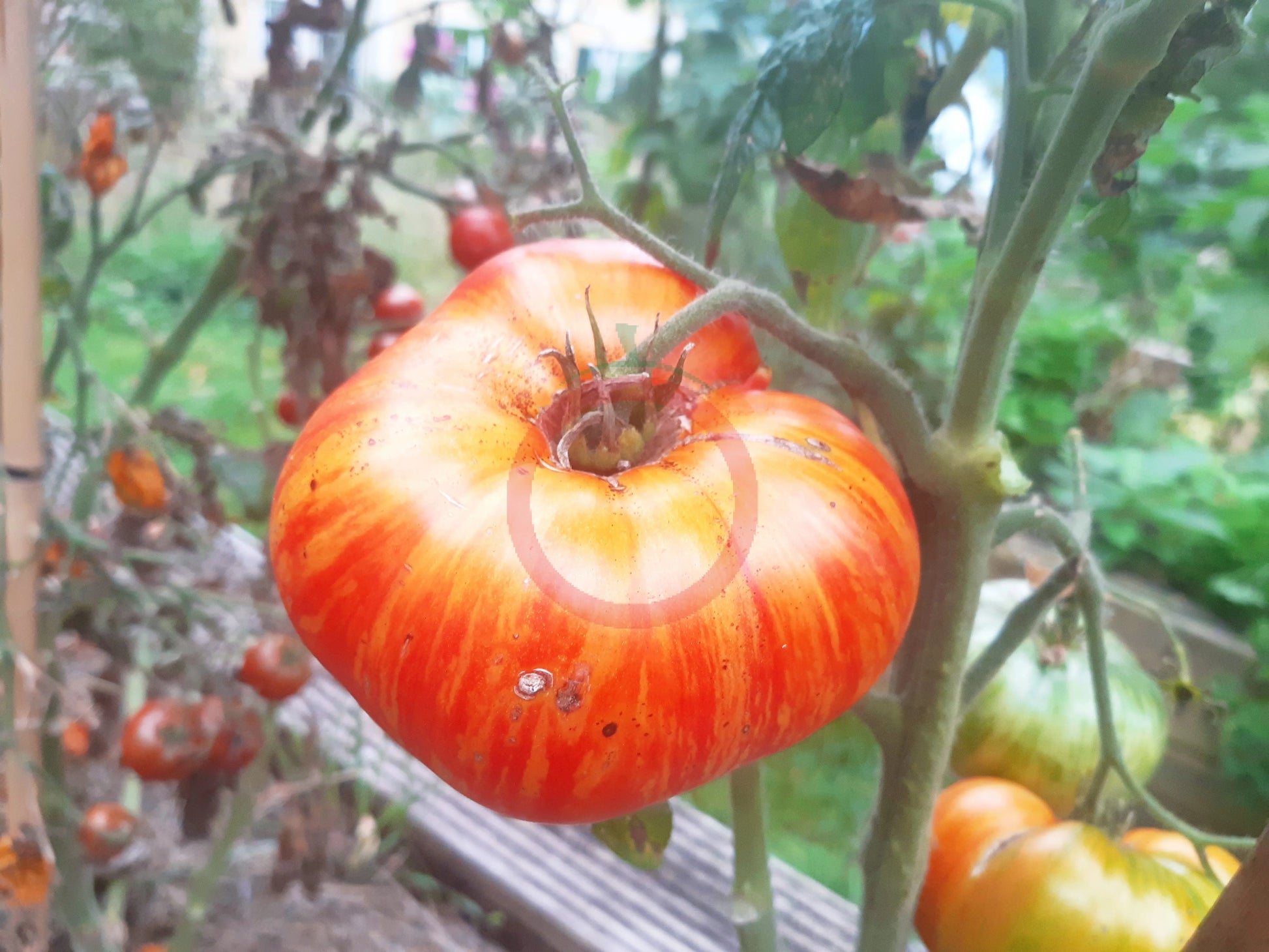 Striped Jester DER TOMATENFLÜSTERER