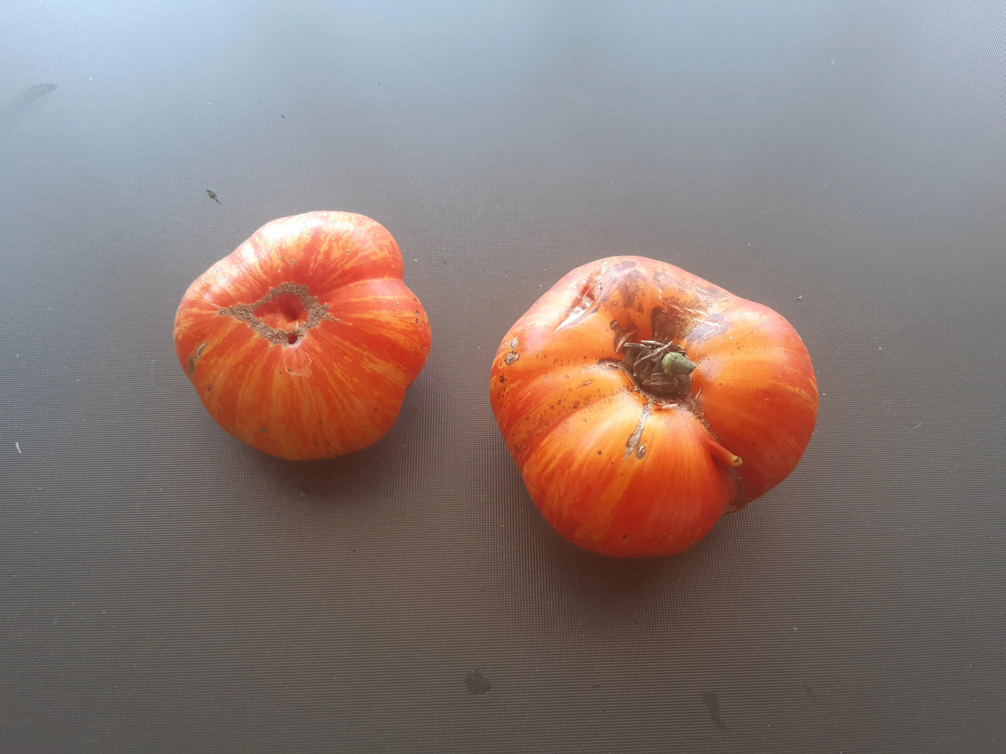 Striped Jester DER TOMATENFLÜSTERER