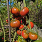 Stutzman Black DER TOMATENFLÜSTERER