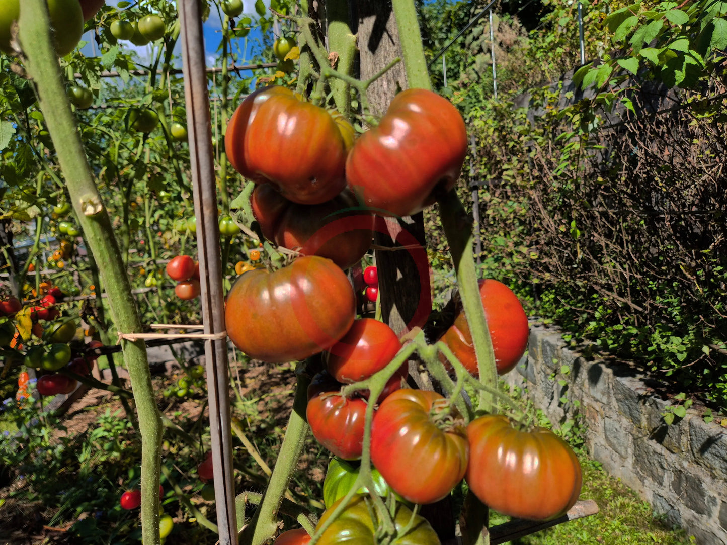 Stutzman Black DER TOMATENFLÜSTERER