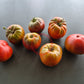 Stutzman Black DER TOMATENFLÜSTERER