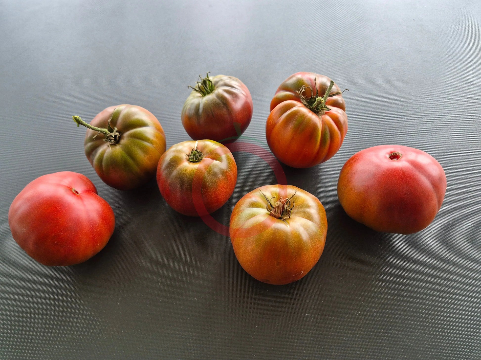 Stutzman Black DER TOMATENFLÜSTERER