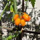 Submarine Blush DER TOMATENFLÜSTERER