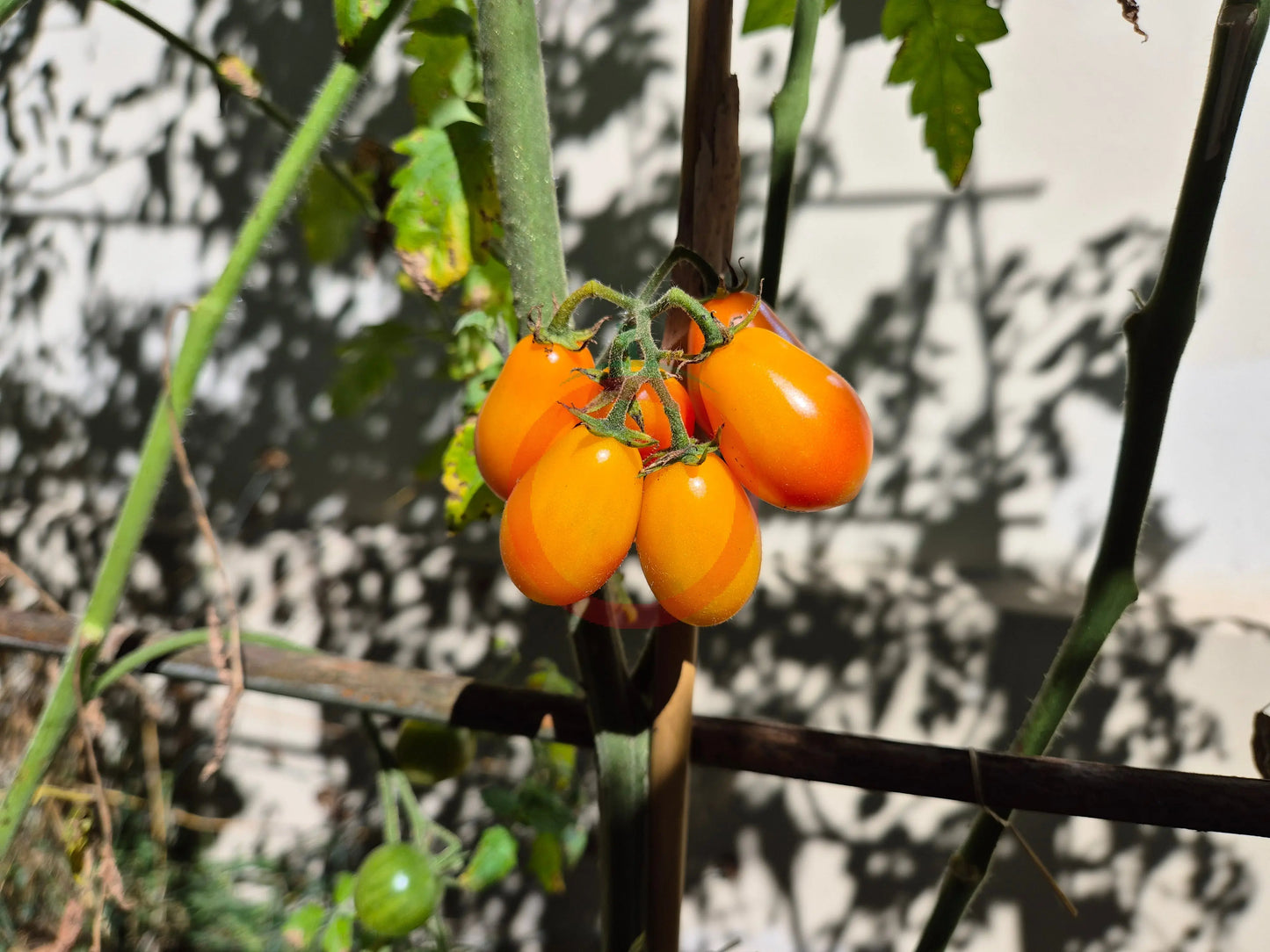 Submarine Blush DER TOMATENFLÜSTERER