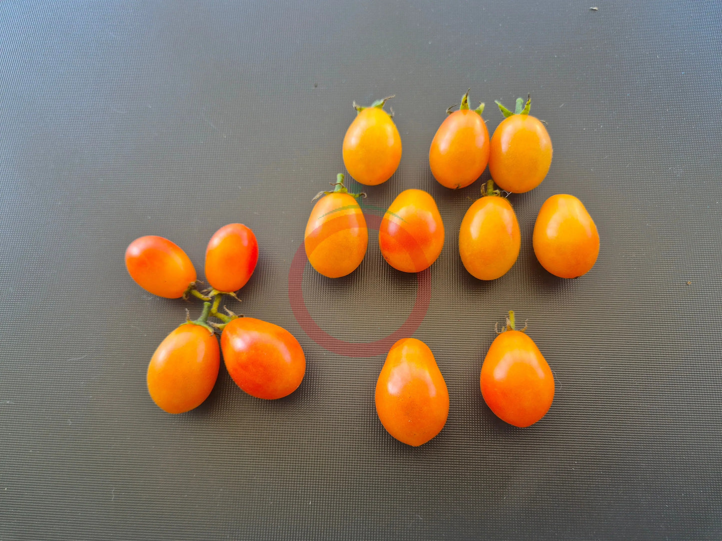 Submarine Blush DER TOMATENFLÜSTERER