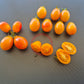 Submarine Blush DER TOMATENFLÜSTERER