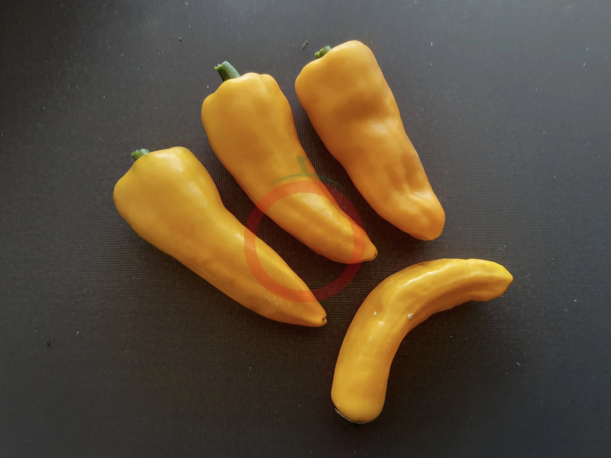 Sucette Hyéroise DER TOMATENFLÜSTERER