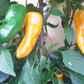 Sucette Hyéroise DER TOMATENFLÜSTERER