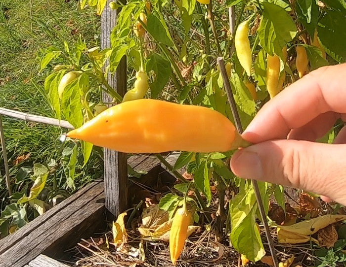 Sugar Rush Peach DER TOMATENFLÜSTERER
