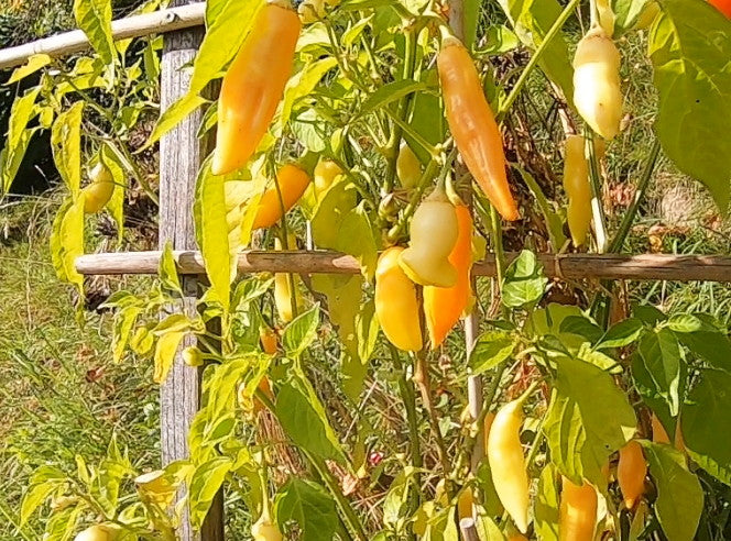 Sugar Rush Peach DER TOMATENFLÜSTERER