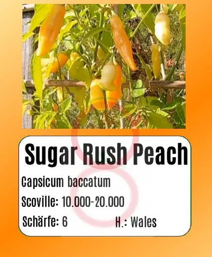 Sugar Rush Peach DER TOMATENFLÜSTERER