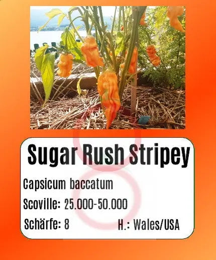 Sugar Rush Stripey DER TOMATENFLÜSTERER