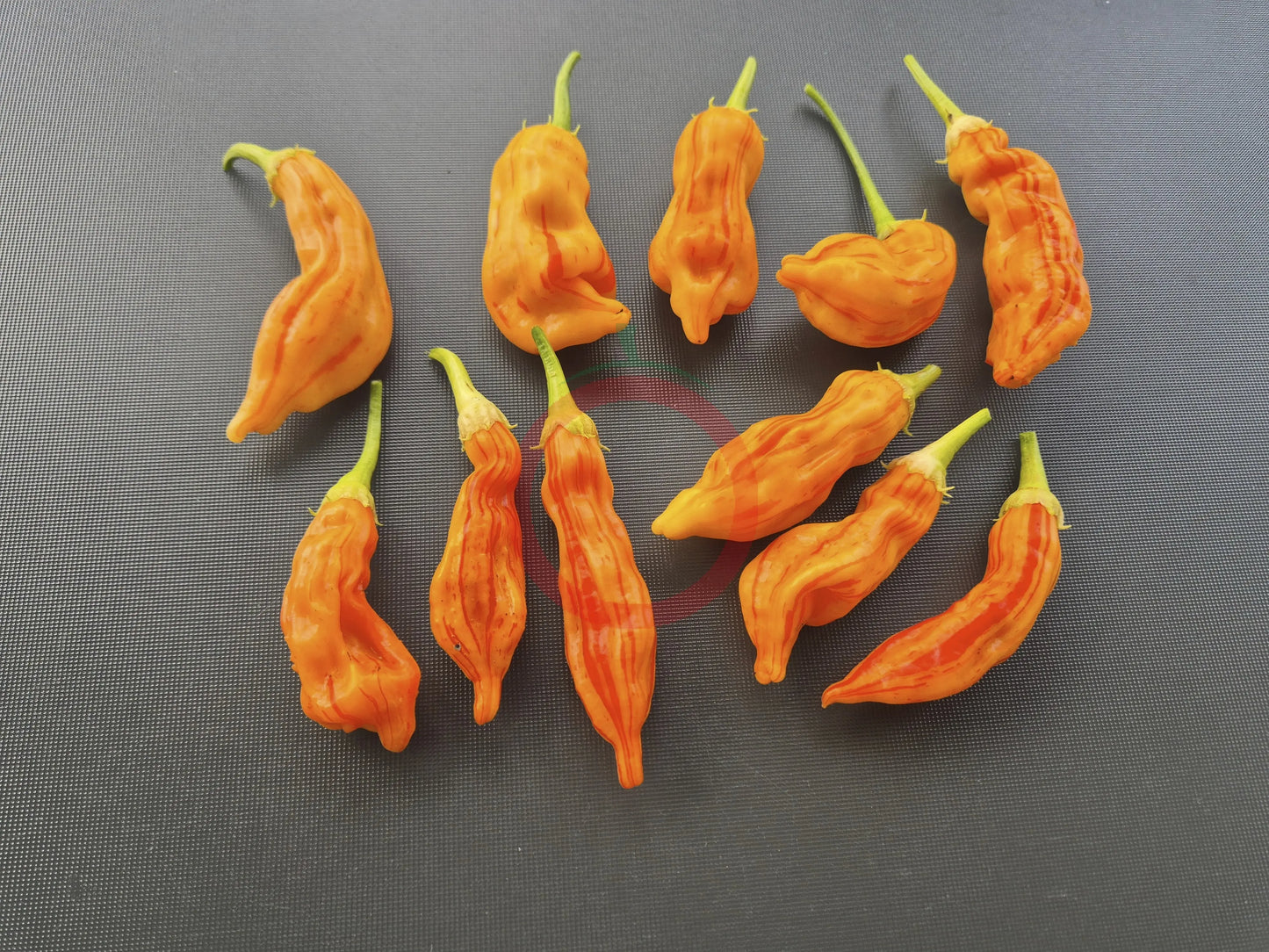 Sugar Rush Stripey DER TOMATENFLÜSTERER