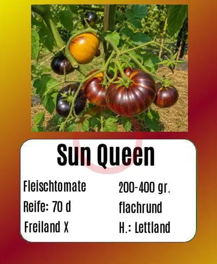 Sun Queen DER TOMATENFLÜSTERER