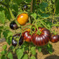 Sun Queen DER TOMATENFLÜSTERER