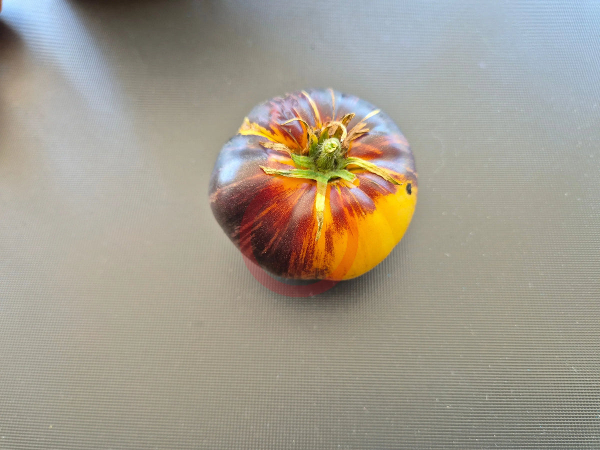 Sun Queen DER TOMATENFLÜSTERER