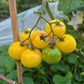 Super Snow White DER TOMATENFLÜSTERER