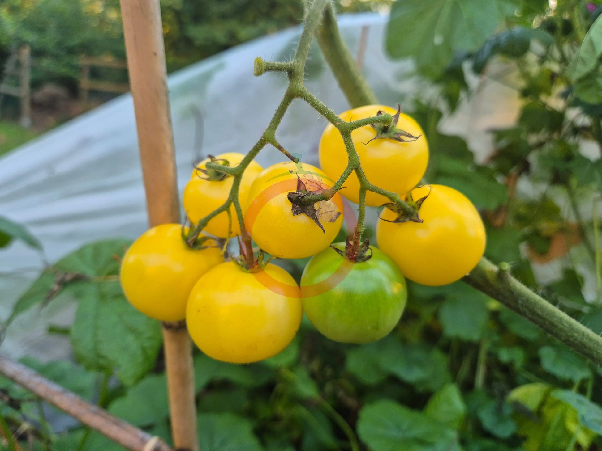 Super Snow White DER TOMATENFLÜSTERER