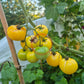 Super Snow White DER TOMATENFLÜSTERER