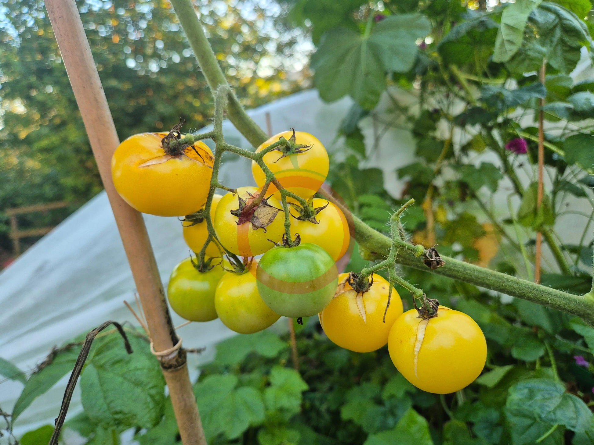 Super Snow White DER TOMATENFLÜSTERER