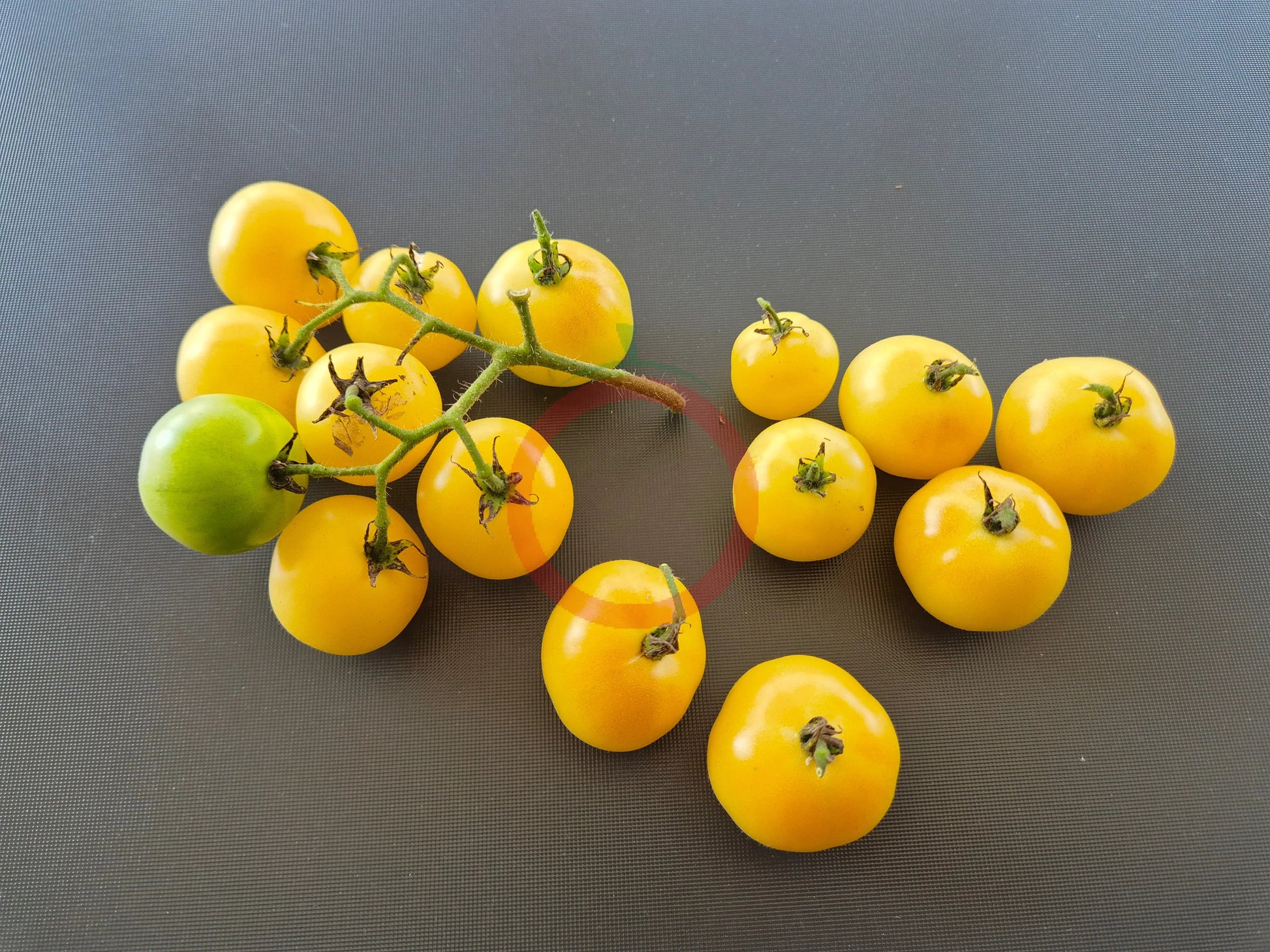 Super Snow White DER TOMATENFLÜSTERER