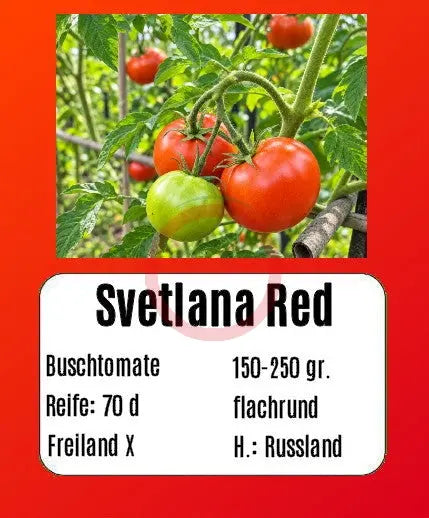 Svetlana Red DER TOMATENFLÜSTERER