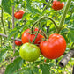 Svetlana Red DER TOMATENFLÜSTERER