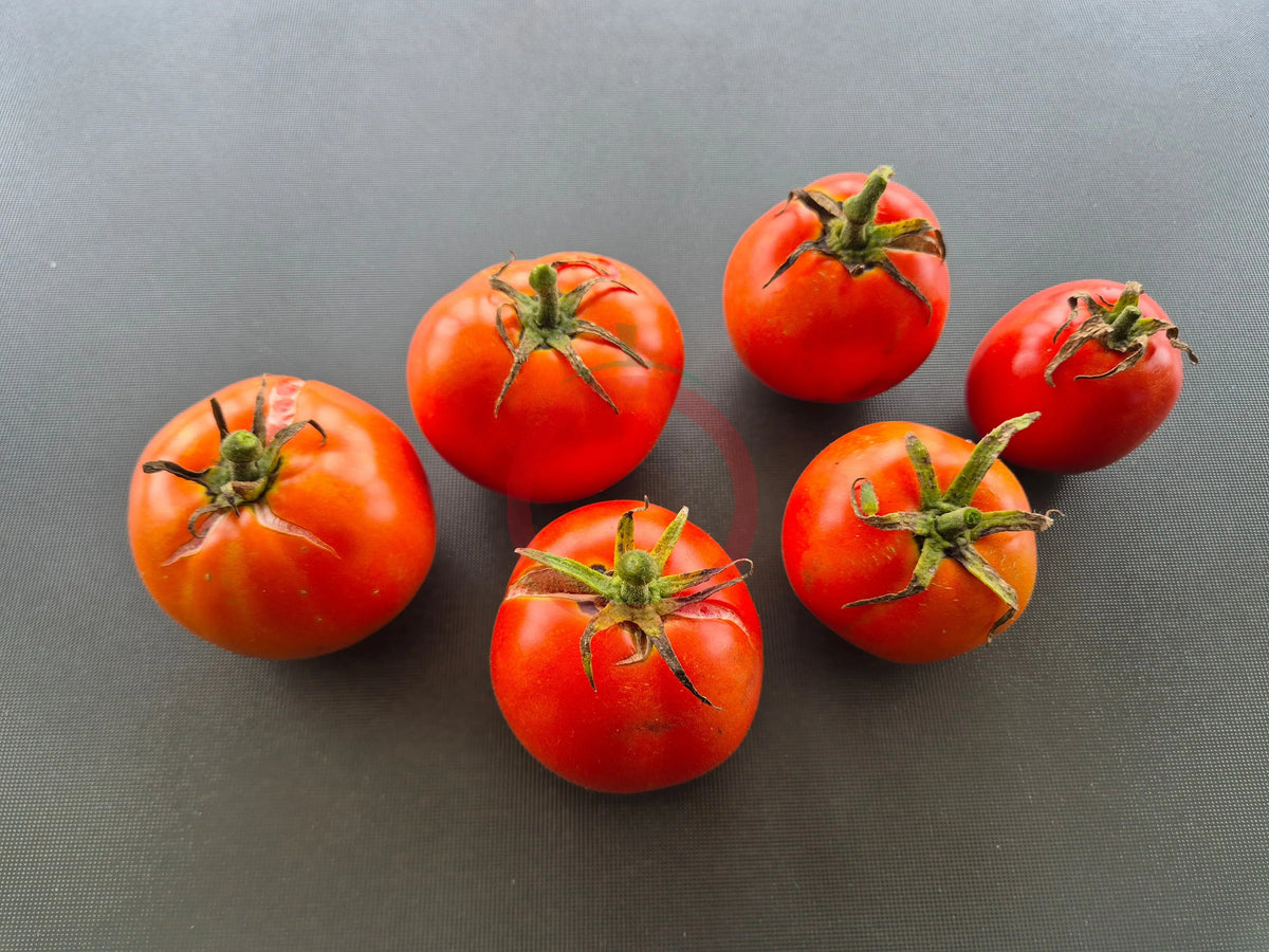 Svetlana Red DER TOMATENFLÜSTERER