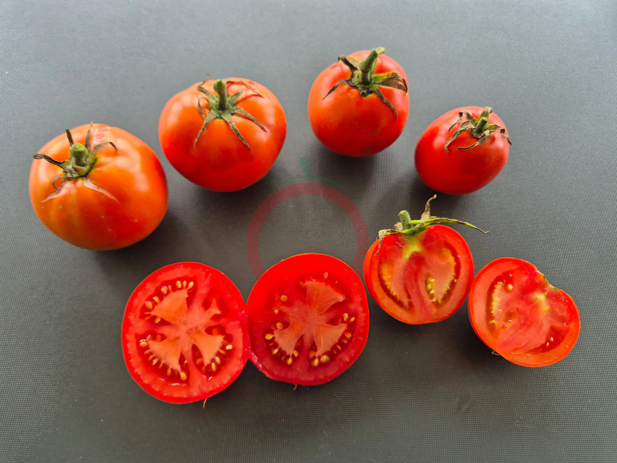 Svetlana Red DER TOMATENFLÜSTERER