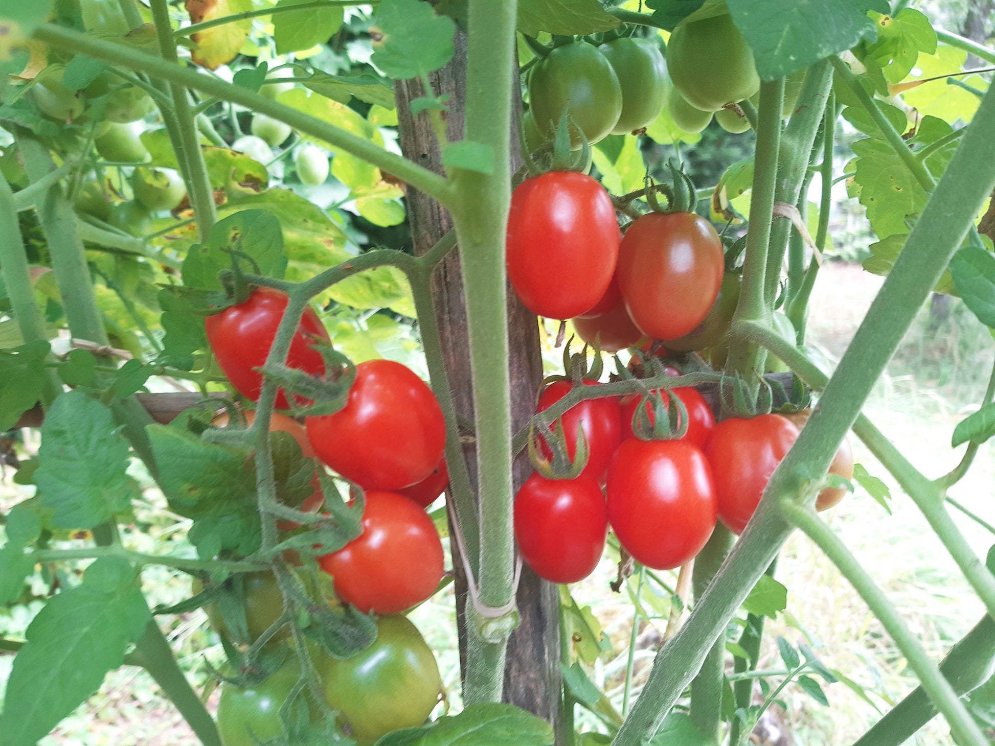 Swan´s Fluff DER TOMATENFLÜSTERER