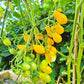Sweet Beverly DER TOMATENFLÜSTERER